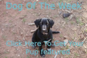 Dog Of The Week