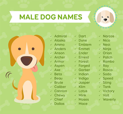 unusual boy dog names