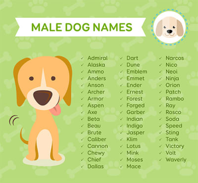 unique names for dogs