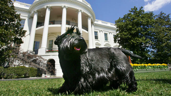 White House Dog