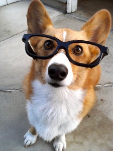 mycorgi.com