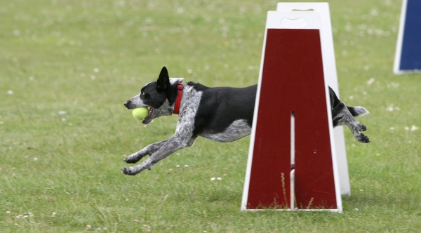 Dog Running