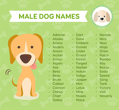 Male Dog Names Male Dog Names