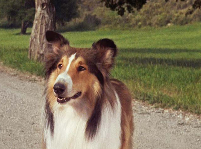Lassie Come Home, Top 10 Dog Movies
