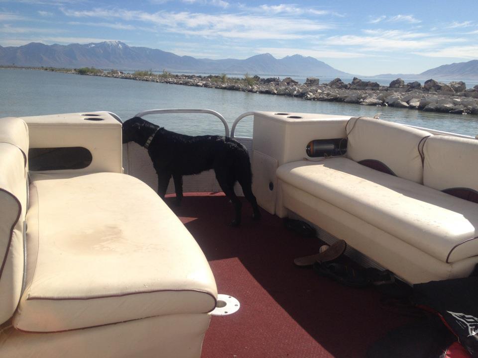 Boating With Your Dog