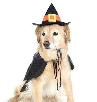 Pet Halloween Costumes