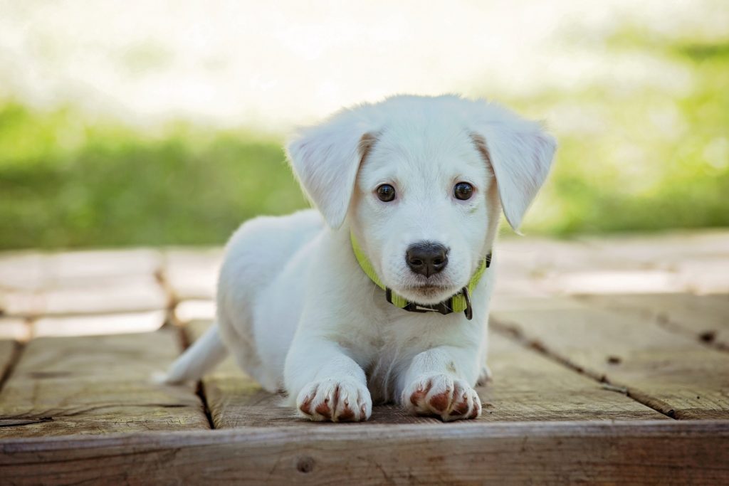 White Dog Names